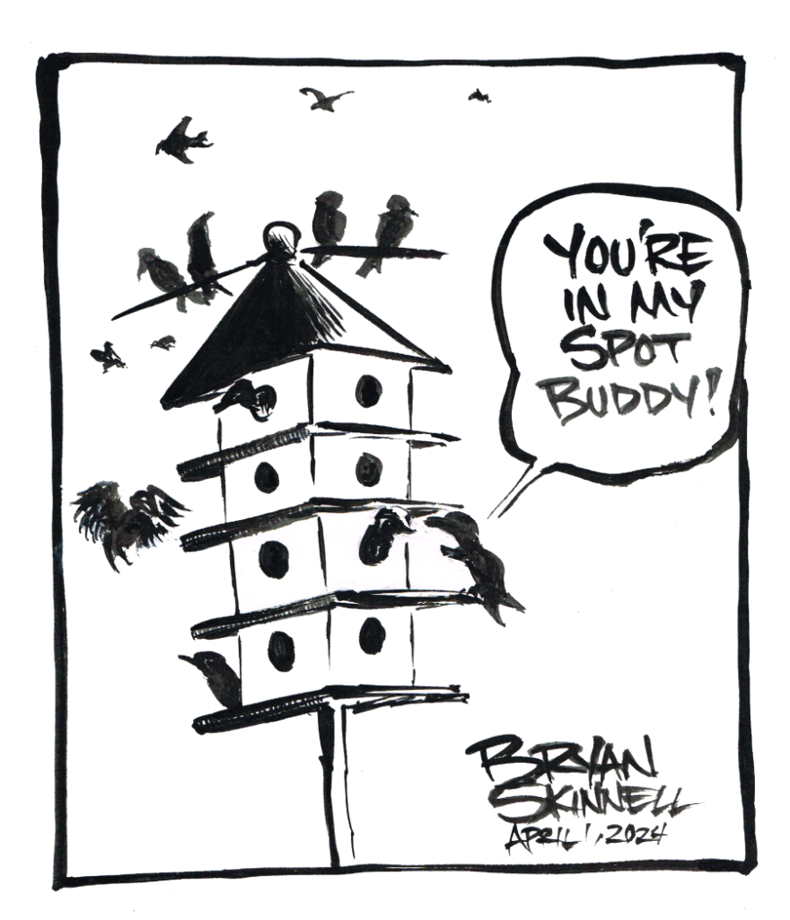My funny black and white cartoon of some purple martins flying around a purple martin bird house. Drawn by artist Bryan Skinnell.