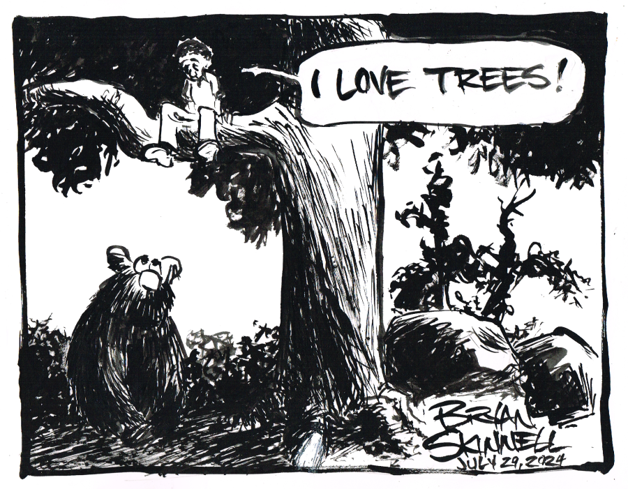 My funny black and white cartoon of a black bear chasing Bryan up a maple tree. Drawn by artist Bryan Skinnell.